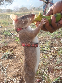 Ratte bekommt eine Belohnung